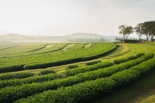 tea farm in the morning