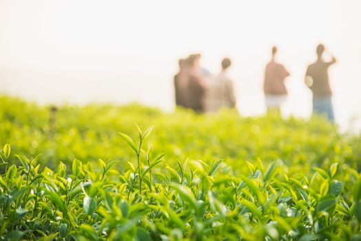 tea farm in the morning