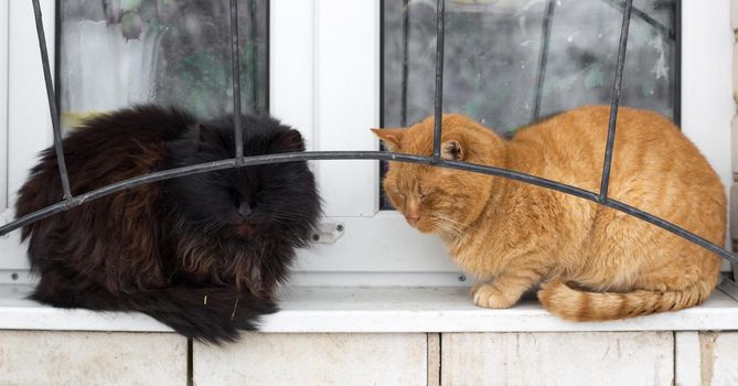 Close up of two black red furry cats sitting on window