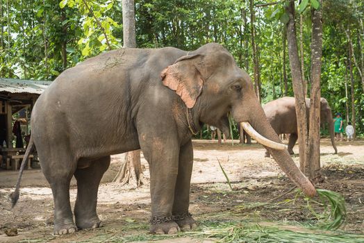 Elephant eat grass at the zoo