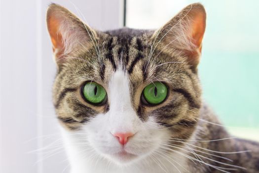 Portrait close-up of domestic pet cat with green eyes