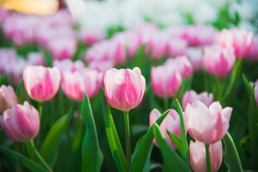 tulips in spring sun