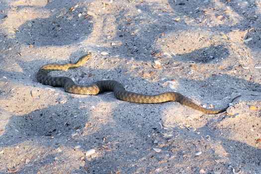 Dangerous poisonous amphibian snake viper Vipera Renardi on sea beach sands