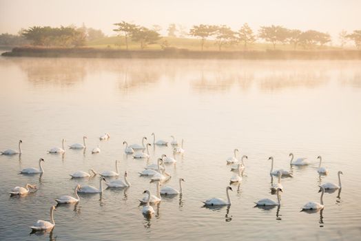 swans in lake at Sunrise