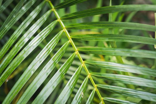 green leaf background