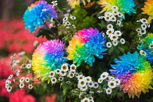 Rainbow flowers in the garden
