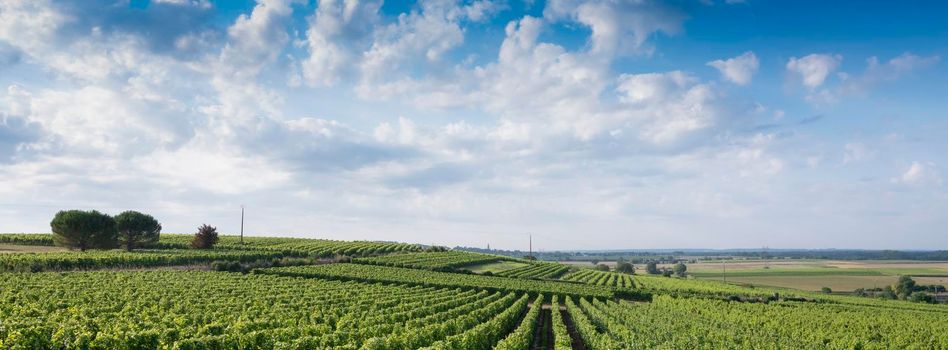 green landscape near saumur in Parc naturel regional Loire-Anjou-Touraine with vineyards under blue summer sky