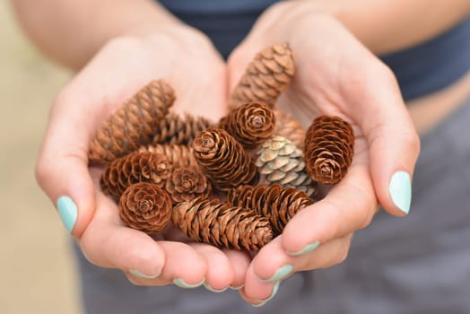 Girl with manicure in the forest of Canada holds a handful of pine cones
