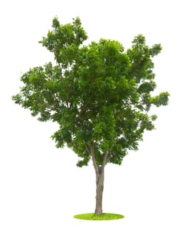 Tree isolated on white background, Save Clipping Path. Tropical tree isolated.