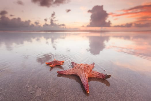 Two starfish on beach at sunset as summer vacation symbol