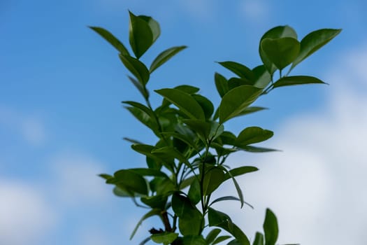 Green branch with leaves from a tangerine leaf against a blue blue sky. High quality photo