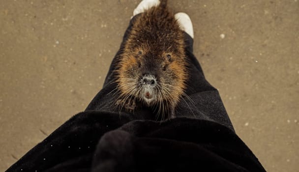 Nutria on female legs. Myocastor coypus, mouse with big teeth. Looking for food. High quality photo