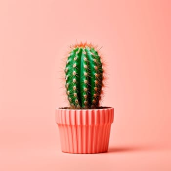 Cactus in a pink pot on a pink background. Minimalism. High quality photo