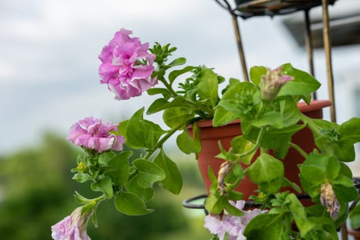 Purple pink petunias bloom on the balcony in summer. High quality photo