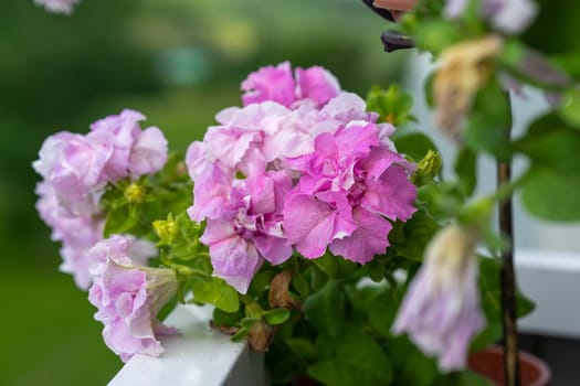 Purple pink petunias bloom on the balcony in summer. High quality photo