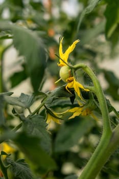Blooming tomatoes in a greenhouse in spring. Tomato plants in greenhouse. Green tomatoes plantation. Organic farming, young tomato plants growth in greenhouse.