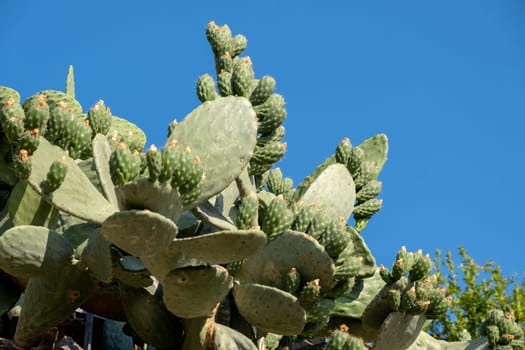 Fresh succulent cactus closeup on blue sky. Green plant cactus with spines and dried flowers. Large green cactus close-up with young shoots.