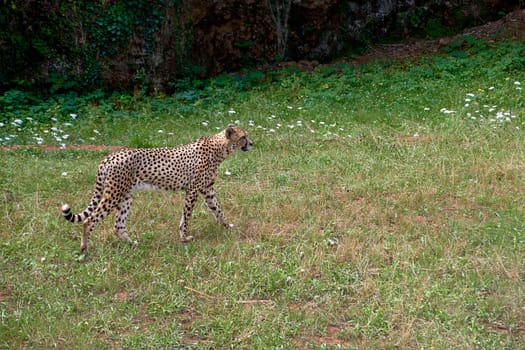 A cheetah standing upright on the dry savannah. green, sunny, spotted, feline, uncrowded
