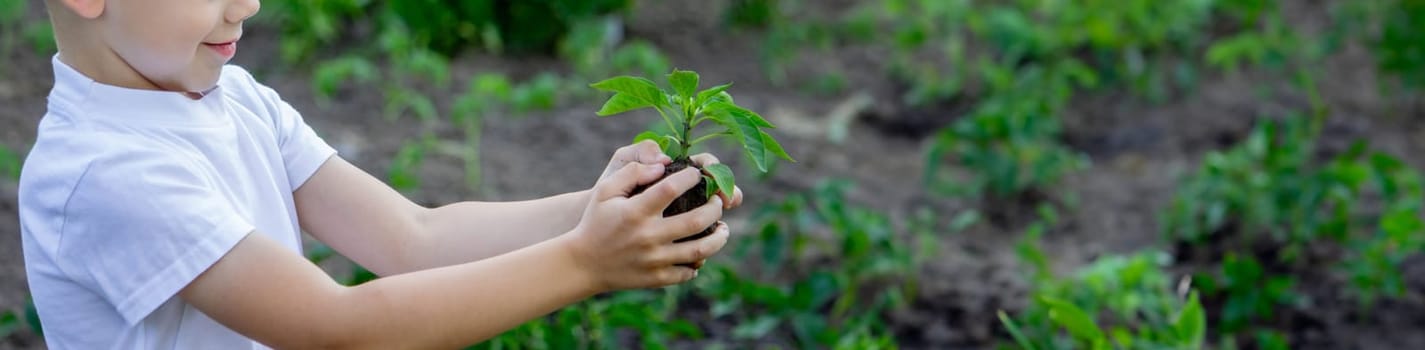 the child holds a sprout in his hands. Selective focus. Nature