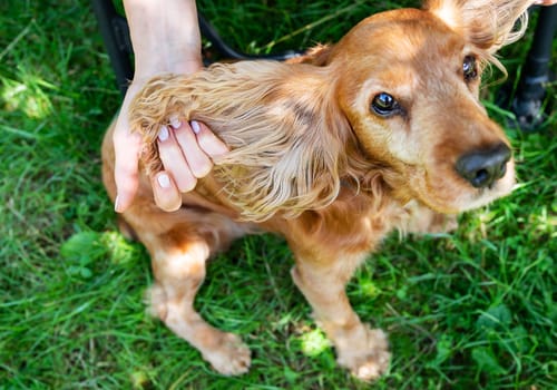 English Cocker Spaniel, the girl shows how big the dog's ears and soft coat are