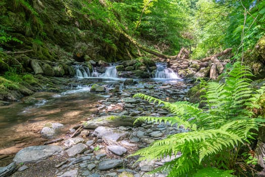 Panoramic image of a small creek cascading through a mystic valley, Eifel area, Rhineland-Palatinate, Germany