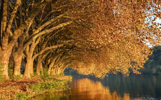 Famous plane trees in autumnal colors on the lakefront of Baldeney lake, Essen, Germany