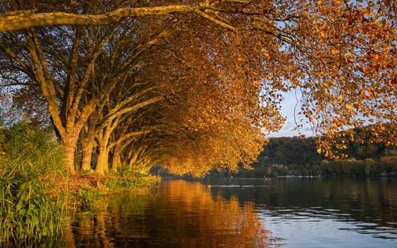 Famous plane trees in autumnal colors on the lakefront of Baldeney lake, Essen, Germany