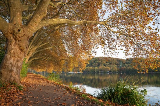 Famous plane trees in autumnal colors on the lakefront of Baldeney lake, Essen, Germany