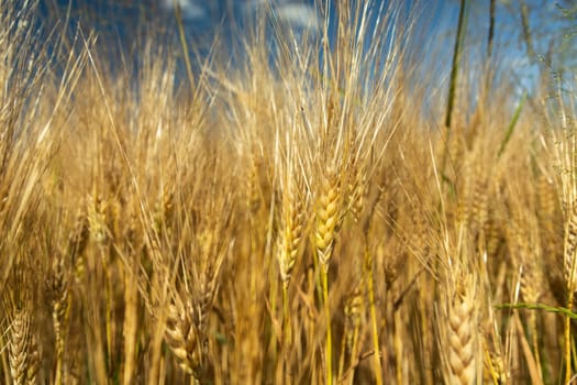 Close-up of triticale ears and blue sky, sunny rural view