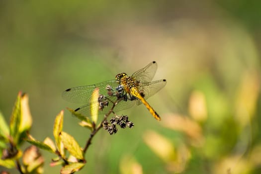 One yellow dragonfly sitting on a plant, summer day