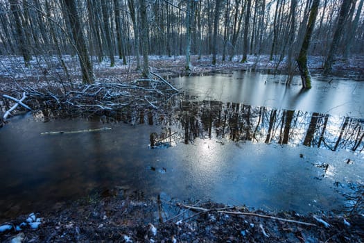 Ice in the water in a wet snowy forest, eastern Poland