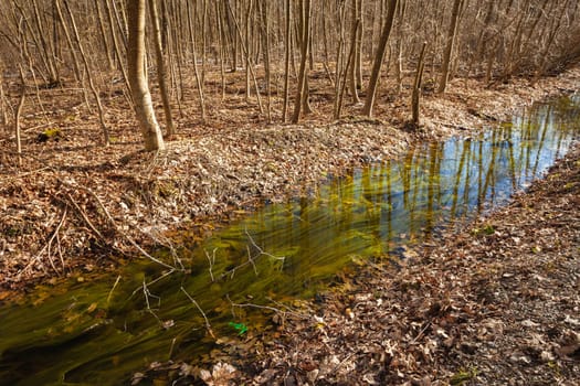 A small river with algae in the forest, eastern Poland