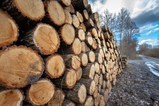 A cut tree in a pile by the road in the forest, eastern Poland