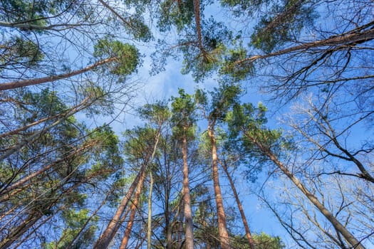View of the tops of pine trees and the sky, March day