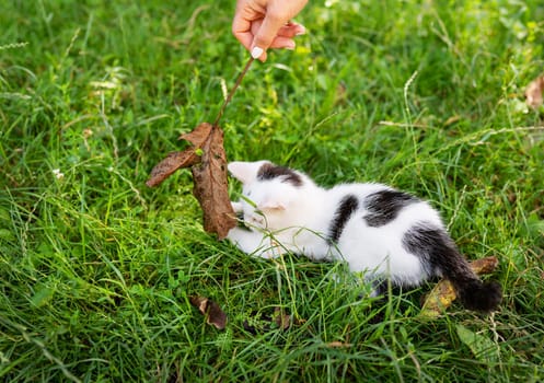 A small black and white kitten plays on the grass with a dry leaf, close-up