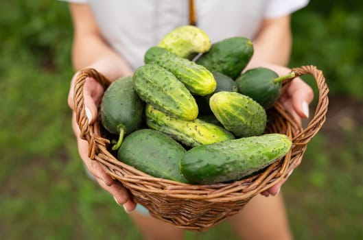 Harvesting cucumbers, the farmer holds a basket of cucumbers in his hands, close-up. Agriculture. Summer, harvest