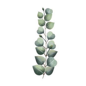 watercolor eucalyptus vines on a white background
Isolated