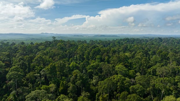 Aerial view of lowland tropical forest and jungle. Borneo, Malaysia.