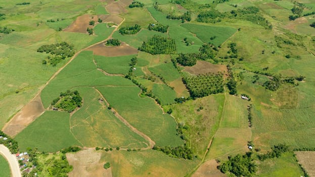 Aerial drone of sugar cane hasvest plantation and farmland. Negros, Philippines