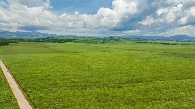 Plantation of sugar cane in the countryside. Negros, Philippines