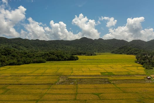 Aerial drone of Agricultural land with sown green fields in countryside. Philippines.