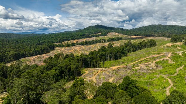 Rainforest cut down to make way for oil palm plantations. Deforestation. Jungle forest environmental destruction. Borneo, Malaysia.