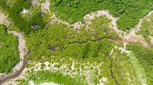 Aerial drone of coastline with green mangroves and forest. Mangrove landscape. Bantayan island, Philippines.