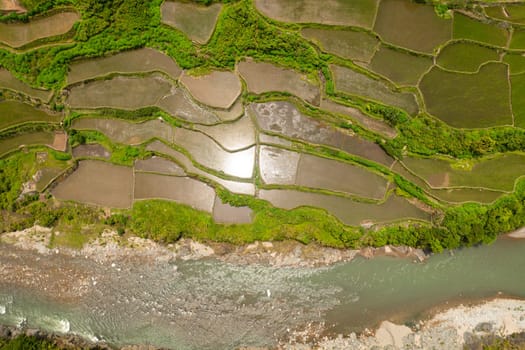 Aerial view of Rice terraces with growing plants in the water. Philippines, Luzon.