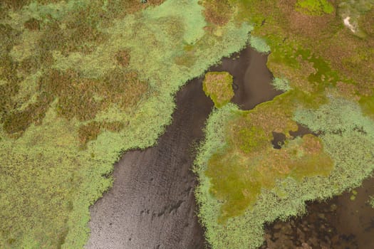 Top view of sun is reflected on the water surface of the lake with aquatic vegetation. Sri Lanka.