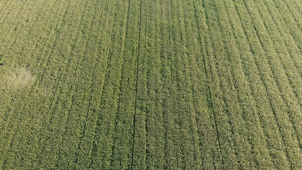 Aerial view with a drone of a field of corn flowered perfectly sown. Precision agriculture and sowing with variable doses of seed begins to dominate the agricultural industry.
