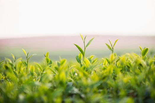 tea farm in the morning