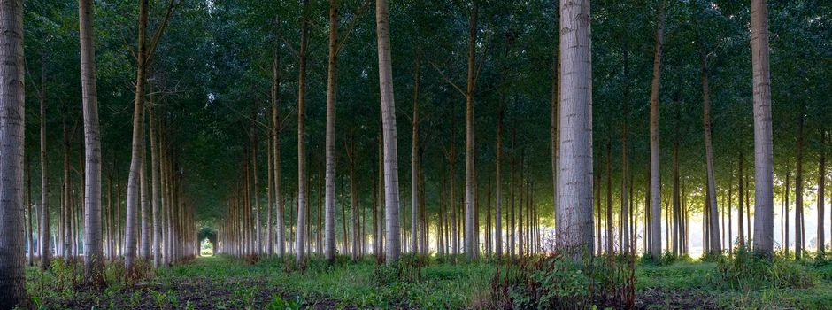 french poplar forest at dusk in Parc naturel regional Loire-Anjou-Touraine between tours and angers in france