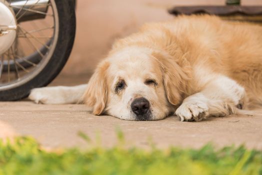 Sleepy Golden Retriever Dog