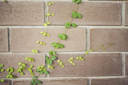 Abstract plant wall background, vintage color
